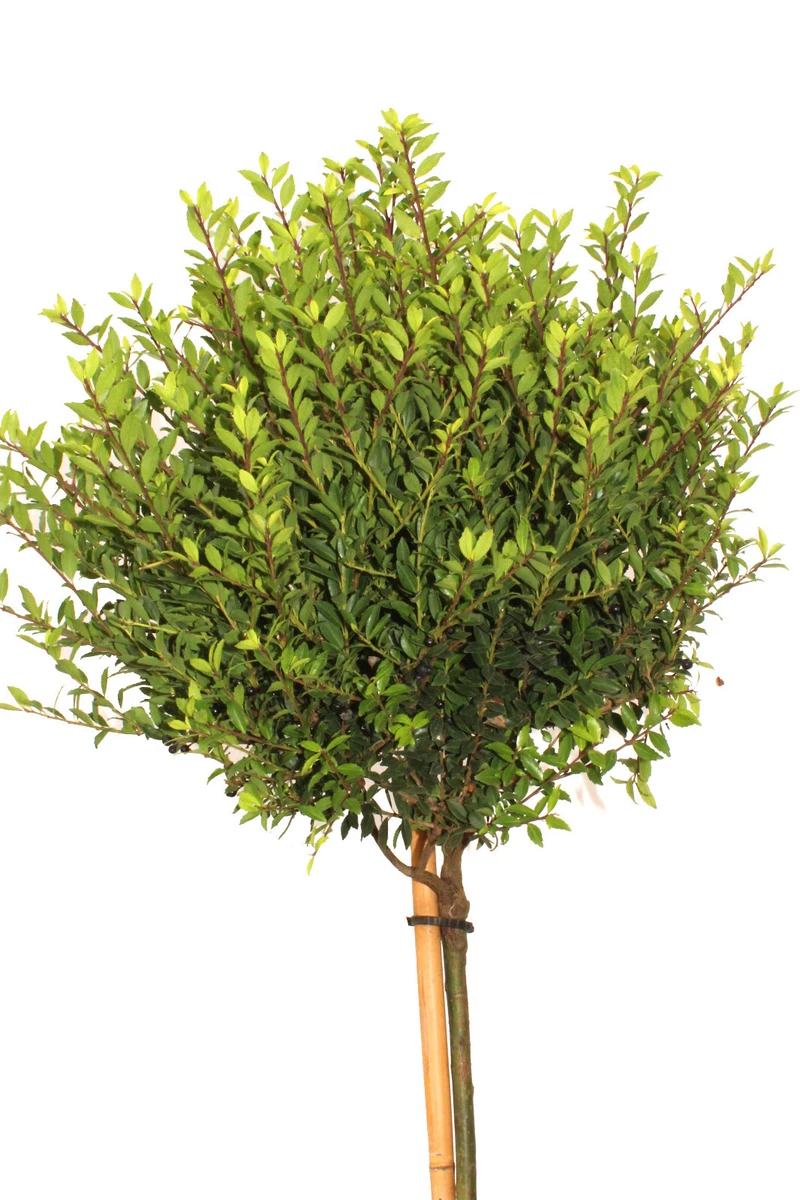 gartengestaltung mit thuja smaragd Thuja Smaragd kaufen