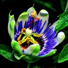BLUE PASSION FLOWER SEEDS Climber Vine Fruit Plant Hummingbirds & Butterflies!
