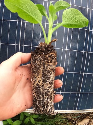 Comfrey - Live rooted Starter Plants (Symphytum × uplandicum Plant) - Bocking 14