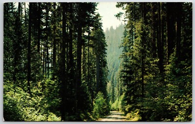 Pacific Northwest Oregon Washington Fir Lined Highway Trees USA Vintage Postcard