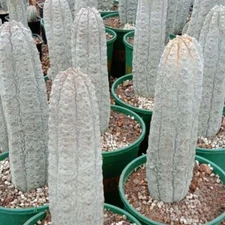 3pcs RareCactus  Euphorbia Abdelkuri Beautiful Cactus Garden 8-11cm 