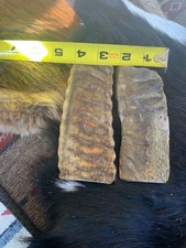 MERINO RAM HORN KNIFE HANDLE MATERIAL  Lg BLANK SCALES 5” x 2 1/8 d 3/8” (M921)