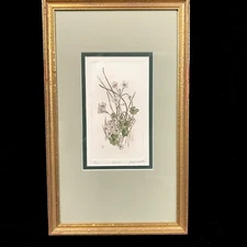 Sorrel by Jody Mehaffie, Hand Colored Etching, signed & numbered