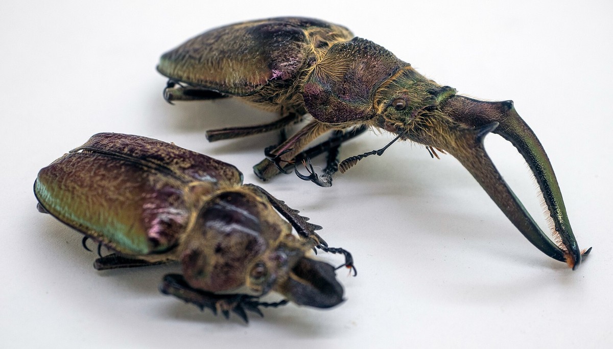 Lucanidae - Stag Beetle - Sphaenognathus feisthameli (4 eyes