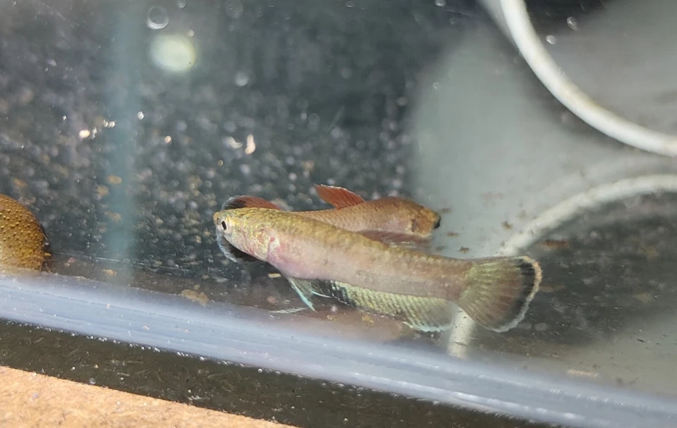 Wild Betta Channoides - Image 2 of 4