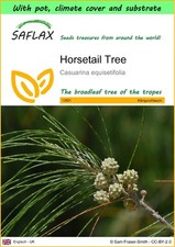 SAFLAX - Garden to go - Horsetail Tree - 200