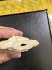 Bisque Porcelain Old Vintage Arrowhead Arrow Head Native American Wolf — photo 5