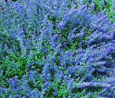 CATMINT BLUE Nepeta Mussinii - 250 Bulk Seeds