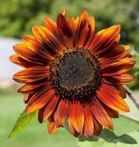 Velvet Queen Sunflowers - Seeds - Organic - Non Gmo - Heirloom Seeds