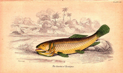 THE GUAVINA OF TACARIGUA Antique original Lizars Fish engraving