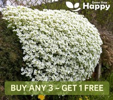 WALL ROCK CRESS SNOW PEAK 1000 SEEDS - Arabis alpina c - WINTERGREEN MATFORMING