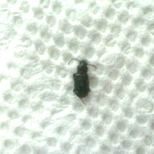 Carabidae: Harpalinae: Stenolophus sp. from the Pacific Northwest, A1.