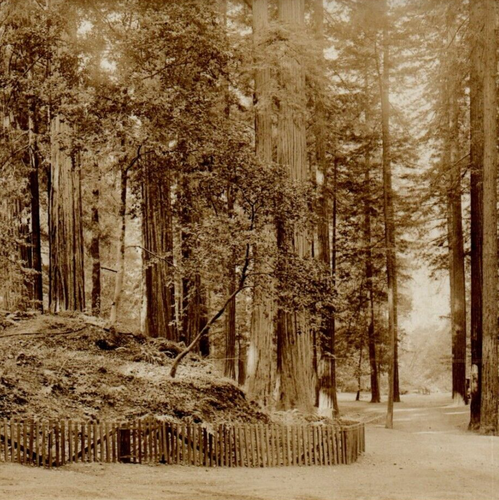 c1929 Lane's Redwood Flat RPPC Smithe Redwoods Highway Reserve California CA