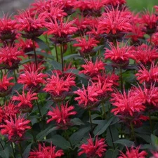 100 Red Velvet Bee Balm Seeds Flowers Seed Bloom Hummingbird Flower Seeds 1328