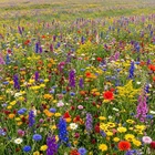 500 Ultimate Bulk Blooms Wildflower Mix Seeds for Planting - carefully packed
