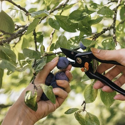 P131 Bypass Pruner - Maximum cut capacity: 1/2'' dia