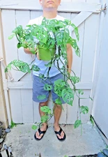 Swiss Cheese Plant Monstera Adanosii