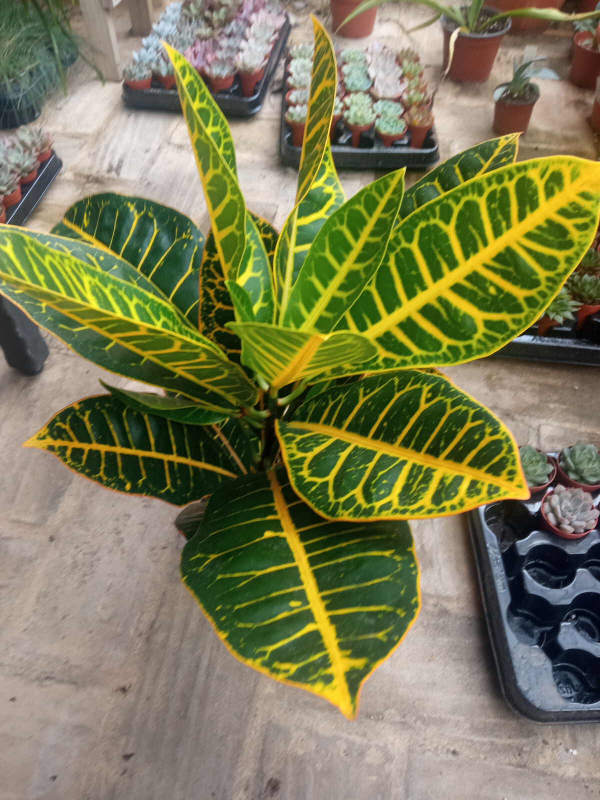 Croton PETRA plantas de interior tamaño mediano Ø13- 30 cms