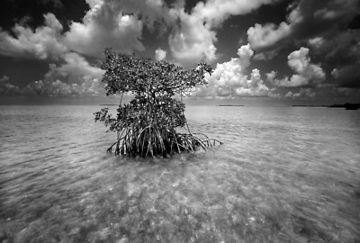 Clyde Butcher Shell Key  Florida Bay   #1  22x34
