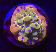 TSA Beast Montipora * Live Coral Frag * AJs Aquariums