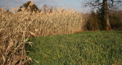 Egyptian wheat 4# bag for Deer Food Plot Cover/Screening
