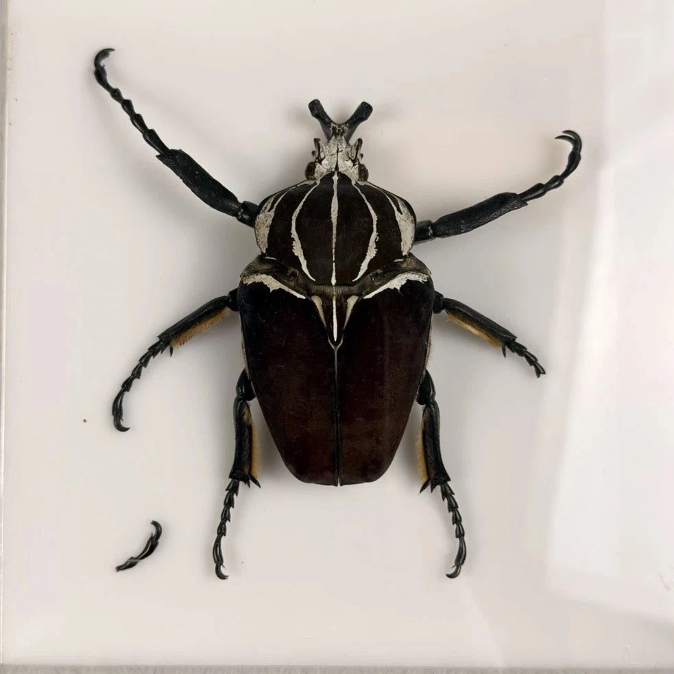 Goliathus Beetle for sale | eBay