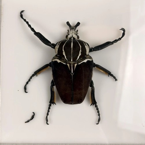 Goliathus Goliath Beetle Male Specimen Acrylic Display Africa 93mm 1976
