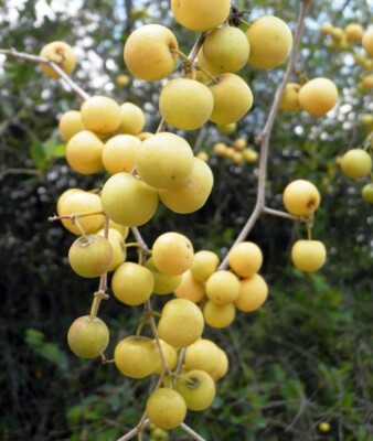 120+ Yellow Putsa Apple Seedss (Ziziphus spina-christi) Arabian Jujube Jujuba