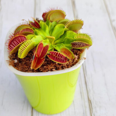 Dionaea Muscipula 100 Stück 1 Packung Venusfliegenfalle Fleischfressende  