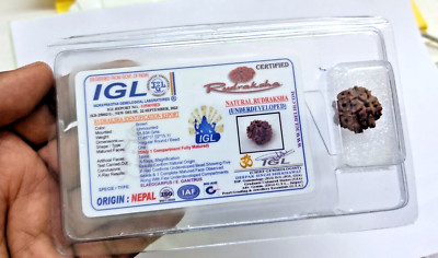 1 Mukhi Rudraksha One Face Rudraksha Nepal Origin Lab Certified