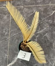 Cycas revoluta Thunb Giardino WYSIWYG Variegato