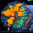 Corals of Eden ~ NON WYSIWYG Live Coral Frag ~Sunkist Bounce Mushroom Coral .5'' — photo 3