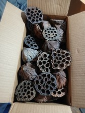 LOTUS PODS Dried Lot-of-15 2.5-3.5" for Floral and Crafting Wreath projects