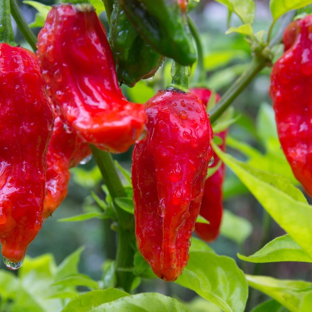 Ghost Pepper Seeds Bhut Jolokia Pepper Seeds Non GMO Free Shipping 100Pc
