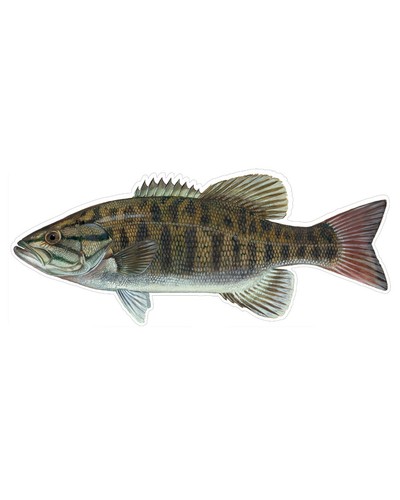 Fish Stickers and Magnets Small Mouth Bass and More Full List Below GGS Graphics - Picture 54 of 66
