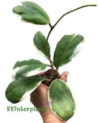 primeln künstlich Kunstpflanzen | Künstliche Primel - Paula, 20 cm | Wie echt