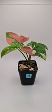 Syngonium Redspot Tricolor  Rooted plant (3)