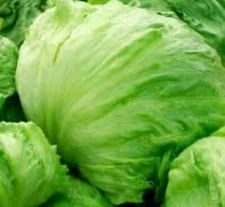 1200+ ICEBERG BATAVIAN LETTUCE SEEDS (Lactuca sativa) | Non-GMO - USA FREE SHIP