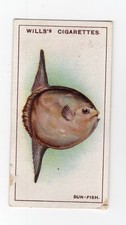 1928 Wills Wonders of the Sea #15 Sun Fish