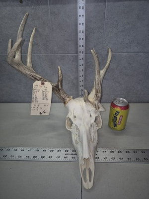 #ad Freak 9 Point 101quot; Whitetail Deer Skull European Decor Man Cave Log Cabin Buck $139.00