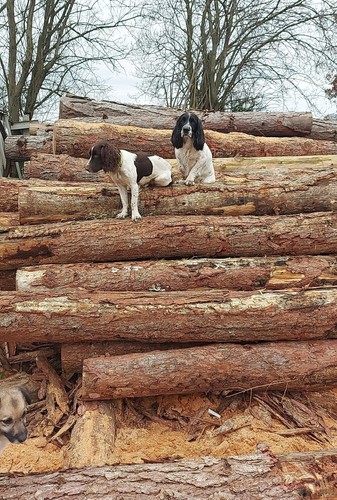 Waney Edge British Larch Cladding 12ft - Picture 4 of 11