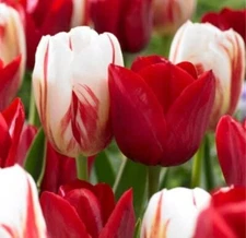 Holiday Mix Tulip Bulbs for Planting Easy to Grow