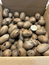 5 Lbs. Fresh 2025 Stuart Pecans In The Shell,...