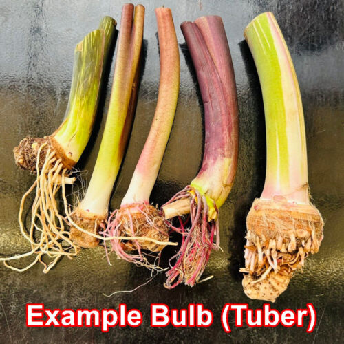 Colocasia Live Bulb Phetphusa Tuber New Hybrid Free Phytosanitary Certificate - Picture 3 of 24