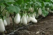 White Eggplant, 0,25 gramm Eggplant Bibo F1 white, organic seёds #136+TRACK №