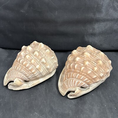 2 x Muschelschalen Aquarium Wasser Aquarium Ornamente Atlantik Europa