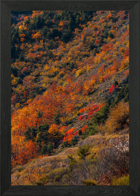 Colorful trees Framed Wall Art Poster Canvas Print Picture