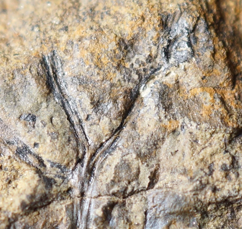 RARE ! Unusual triple branched Cooksonia & strange sporangium oldest land plant - Image 3 of 4