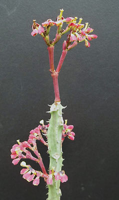 Monadenium magnificum, exotic rare caudex bonsai tanzania