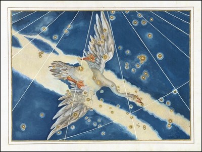 Cygnus the Swan 1603 Johann Bayer Uranometria Star Map Celestial Art Print